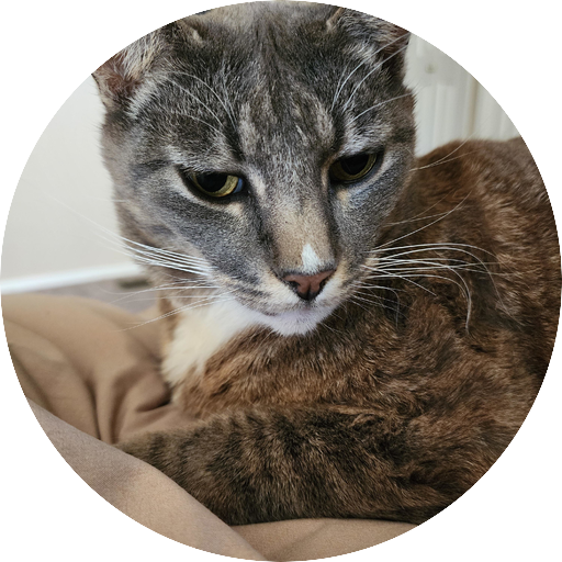 greythecat