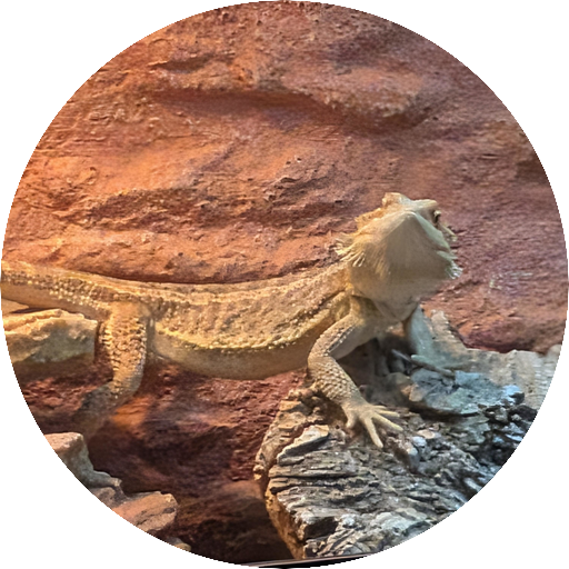awesome lizard