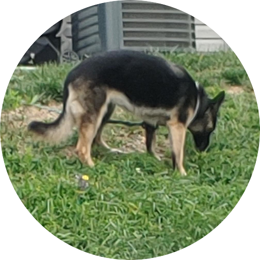 dog