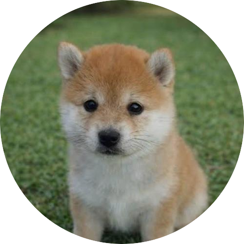Pup 🐶
