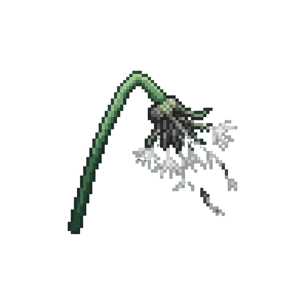 A Limp Wilted Dandelion That Loses Its Fluff