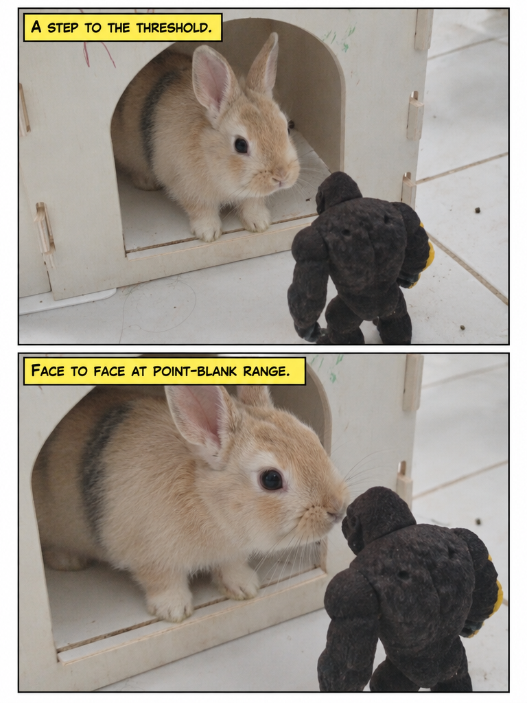 Toffee My Pet Bunny Vs Kong (page 2 of 4)